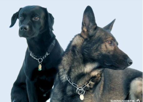 Læs dansk - Nanoq og Indy